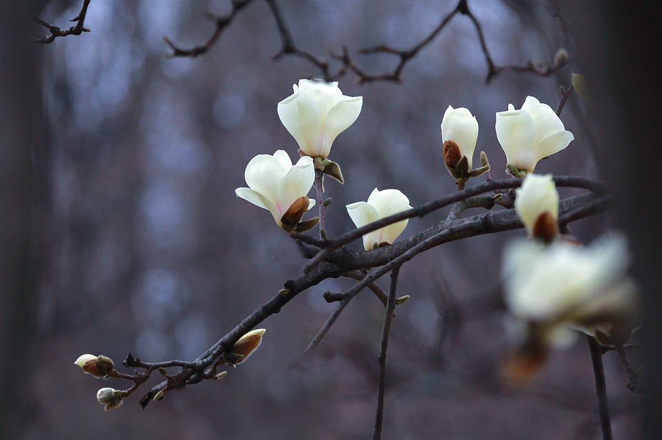 Spring/early summer