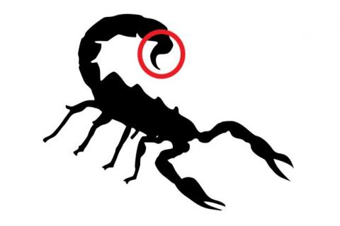 Scorpiontail