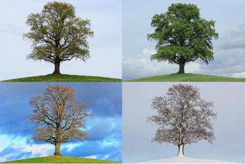 The four seasons