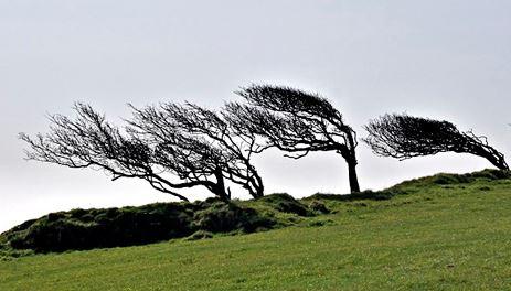 Trees forever bent in the direction of the prevailing Mistral wind