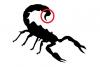 Scorpiontail