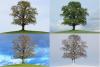 The four seasons