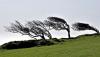 Trees forever bent in the direction of the prevailing Mistral wind